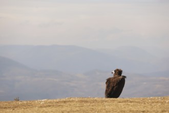 A solitary Cinereous vulture stands majestically on a grassy hill, overlooking vast mountain ranges