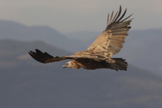 A Griffon Vulture soars gracefully with its expansive wings fully spread against a serene sky