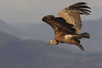 A Griffon vulture, captured in mid-flight with wings fully extended, soars against a muted sky
