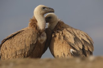 A close-up image capturing a tender moment between two Griffon vultures as they affectionately
