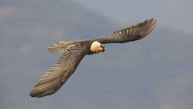 A bearded vulture soars gracefully against a clear Pyrenees backdrop. Its wings fully extended,