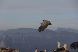 A Griffon Vulture soars with wings fully extended over a scenic mountain range, with soft sky and