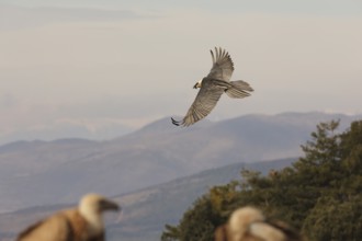 A majestic bearded vulture soars over the picturesque Pyrenees mountains. The landscape showcases
