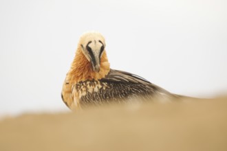 A bearded vulture peers intently over a sandy ridge, its red eyes and intricate plumage standing