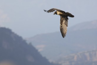 A majestic young bearded vulture glides through the Pyrenees mountains. Bathed in sunrise light,