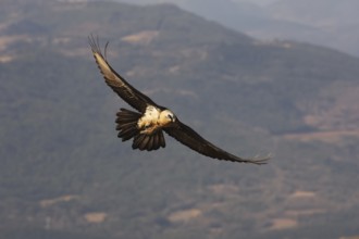 A captivating image of a bearded vulture in flight over the scenic Pyrenees mountains. The bird's