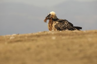 A majestic bearded vulture showcasing its stunning plumage, perched in the rugged landscape of the