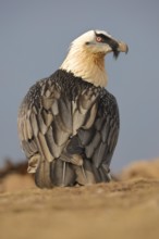 A majestic subadult bearded vulture with striking plumage stands proudly amid the rugged beauty of
