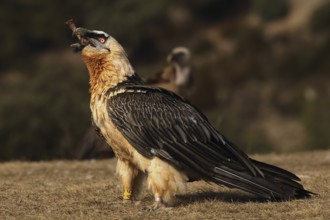 A bearded vulture stands proudly with a bone in its beak, showcasing its specialized diet. Its