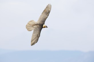 A bearded vulture glides gracefully over the Pyrenees, showcasing its impressive wingspan. This