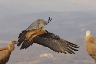 A magnificent bearded vulture with distinctive plumage glides gracefully over the Pyrenees
