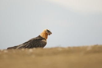 A bearded vulture sits on open ground, gripping a small bone in its beak. The soft, muted