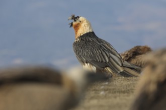 A bearded vulture stands proudly with a bone in its beak, showcasing its unique feeding behavior.