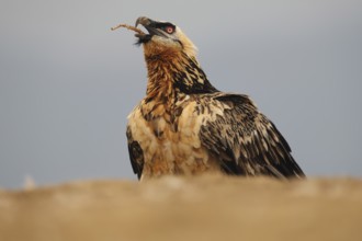 A magnificent subadult bearded vulture captured in the Pyrenees, showing its striking plumage and
