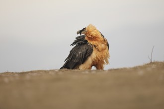 A bearded vulture with striking plumage stands proudly in the Pyrenees, showcasing its majestic