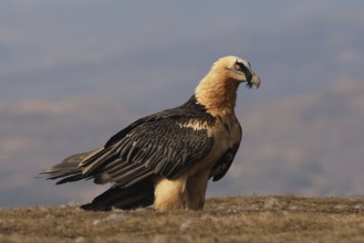 A bearded vulture, known for its striking appearance, stands majestically in the Pyrenees. This