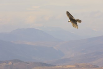 A bearded vulture soars gracefully above the stunning Pyrenees landscape. The vast mountain range