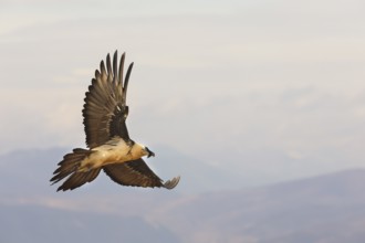 A bearded vulture gracefully soars above the Pyrenees mountains, showcasing its impressive wingspan
