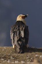 A majestic bearded vulture stands regally in the Pyrenees, showcasing its impressive plumage and