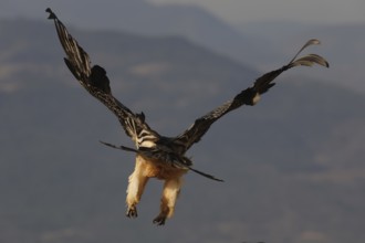 A bearded vulture in flight over the Pyrenees, showcasing its magnificent wingspan against the