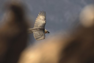 A bearded vulture gracefully soars over the Pyrenees, showcasing its impressive wingspan. The