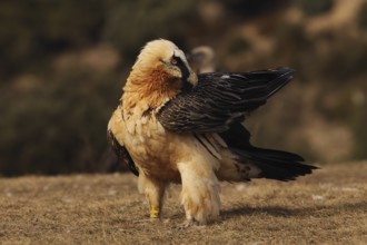 A bearded vulture meticulously preens its feathers, displaying its striking plumage and intense red