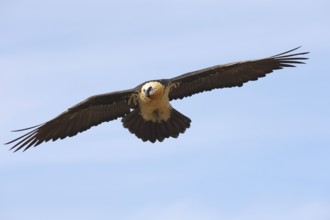 A magnificent bearded vulture soars through the clear blue skies of the Pyrenees, showcasing its