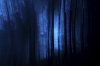 Enchanting blue tinged forest image featuring tall trees and ethereal light creating a mystical