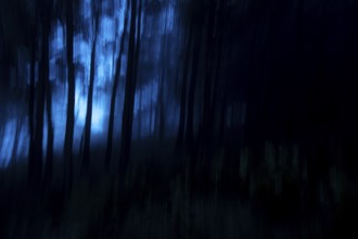 A dark forest scene captured with motion blur during a walk. The deep blue hues and blurred tree