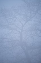 A blurred view of a tree with bare branches partially hidden in dense fog of the forest. The soft