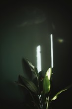 A beautiful green plant illuminated by soft light stands against a dark wall, creating a serene and