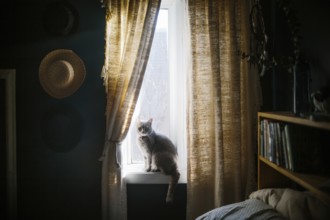 A serene gray cat sits on a window sill, enveloped in gentle sunlight. The room features warm