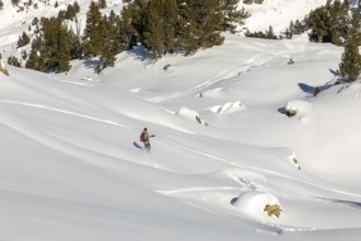 A snowboarder glides down a pristine snow covered slope surrounded by alpine trees. The untouched