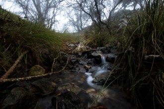 A serene forest stream flows over rocks amidst lush greenery under a misty sky. Bare trees loom in
