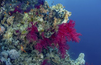 A vivid underwater seascape showcasing a coral reef adorned with pink algae, teeming with colorful