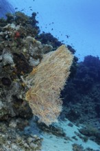 A vivid underwater scene showing the Sea Goldie (Pseudanthias squamipinnis) among schools of fish