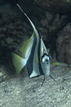 A vibrant Schooling Bannerfish (Heniochus diphreutes), characterized by its long dorsal fin and