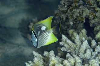 A vibrant Chevron Butterflyfish (Chaetodon trifascialis) effortlessly glides by a lush coral reef,