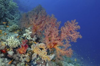 A colorful coral reef teeming with life, featuring diverse corals and multiple fish species