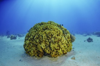 A stunning underwater shot capturing a large, vibrant coral formation basking under the luminous