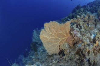 A breathtaking underwater scene featuring a large seafan amidst a dense coral reef, teeming with