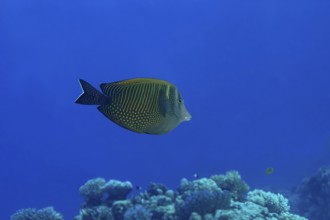 A vibrant Desjardin's Sailfin Tang (Zebrasoma desjardinii) glides through the clear blue waters,
