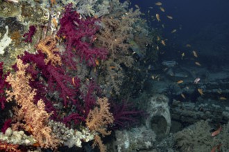 A lively undersea tableau featuring schooling Sea Goldie elegantly gliding through a cluster of