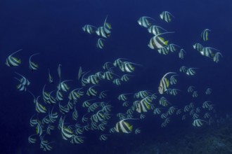 A tranquil underwater scene featuring a school of Schooling Bannerfish, elegantly gliding through