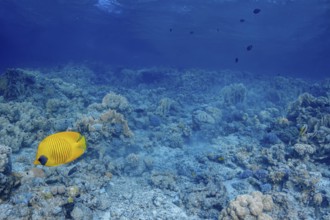 A masked butterflyfish (Chaetodon semilarvatus) elegantly swims among a diverse coral reef,