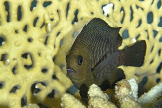 A Threespot Dascyllus (Dascyllus trimaculatus) captured swimming near vibrant sponge coral in a