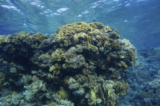 A bustling underwater scene showcasing a diverse array of coral formations and fish species