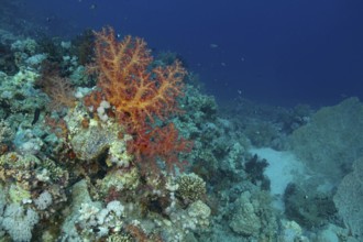 A stunning underwater landscape showcasing a vibrant coral reef filled with various corals, sea
