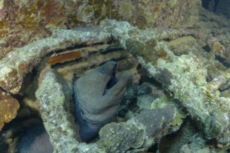 A giant moray eel, Gymnothorax javanicus, emerges from its hideout among vibrant coral reefs,