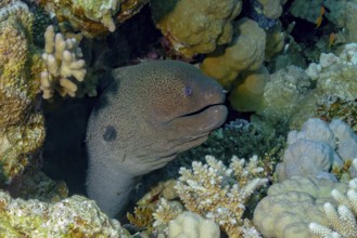 A Giant Moray (Gymnothorax javanicus) is captured peeking from its hideaway among vibrant coral